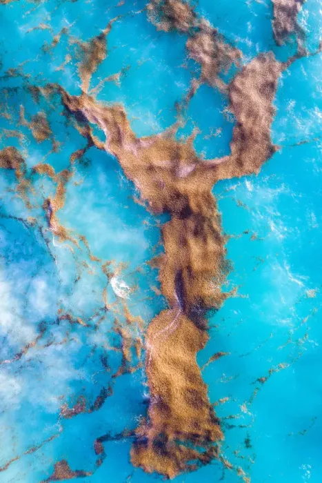 Framed Print : Seaweed textures floating on the ocean as seen from above, Barbados