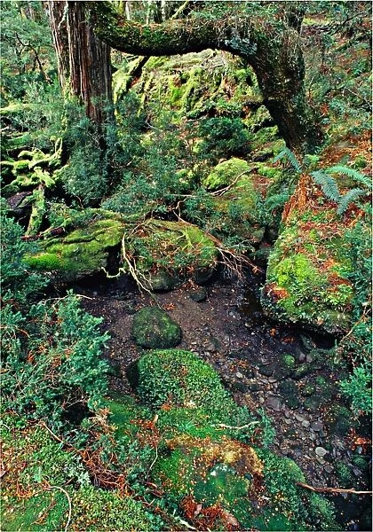 Section of rainforest near Pencil Pine creek in the Cradle Mountain National Park, central Tasmanian highlands