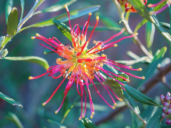 Semi Desert winter Wildflowers blooming in the McDonald Ranges of central Australia