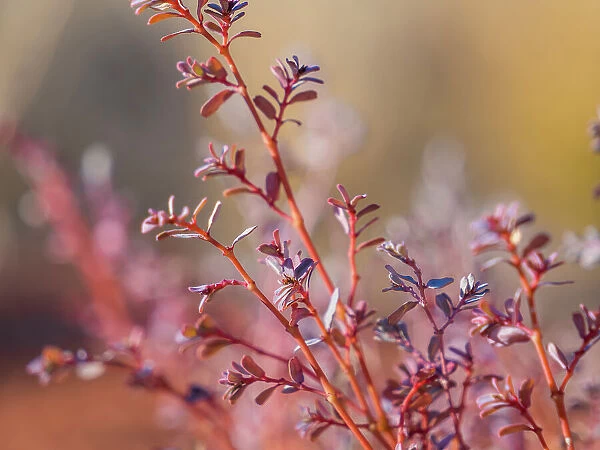 Semi Desert winter Wildflowers blooming in the McDonald Ranges of central Australia
