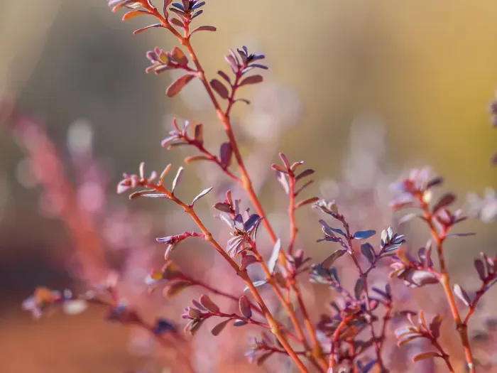 Framed Print : Semi Desert winter Wildflowers blooming in the McDonald Ranges of central Australia