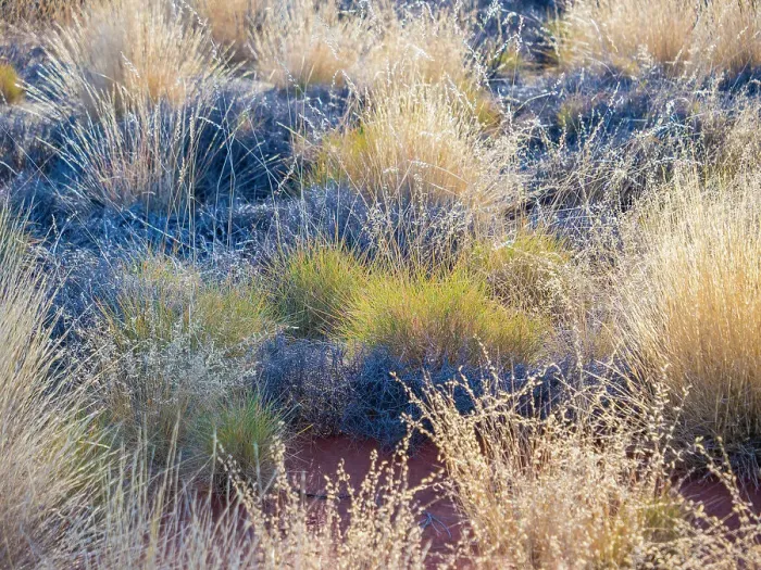 Framed Print : Semi Desert winter Wildflowers blooming in the McDonald Ranges of central Australia Framed Print : Semi Desert winter Wildflowers blooming in the McDonald Ranges of central Australia