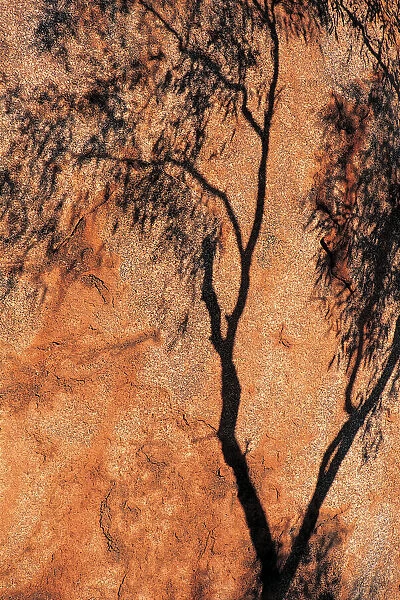Shadow of Eucalyptus Tree, Devils Marbles, Northern Territory, Australia