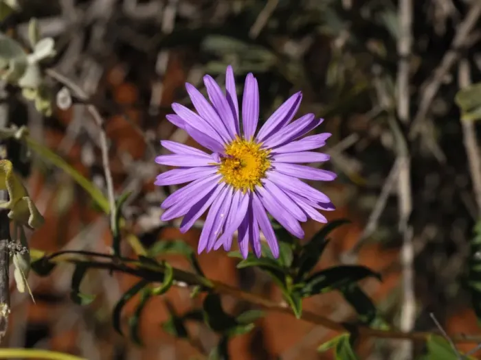 Framed Print : Shark Bay Daisy (Pembertonia latisquamea), Monkey Mia, Western Australia, Australia Framed Print : Shark Bay Daisy (Pembertonia latisquamea), Monkey Mia, Western Australia, Australia
