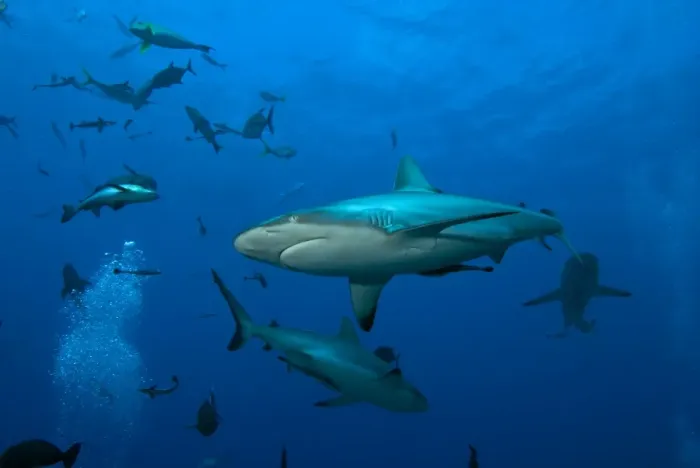 Framed Print : Shark feed Scuba Diving Framed Print : Shark feed Scuba Diving
