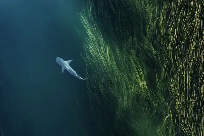 Framed Print : Shark in the Ord River photographed from an overhead perspective, Kununurra, The Kimberley, Western Australia, Australia