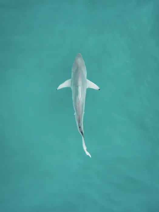 Framed Print : Shark on the surface of the Indian Ocean photographed from a drone point of view, Broome, The Kimberley, Western Australia, Australia Framed Print : Shark on the surface of the Indian Ocean photographed from a drone point of view, Broome, The Kimberley, Western Australia, Australia