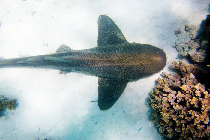 Framed Print : Shark underwater, overhead view Framed Print : Shark underwater, overhead view