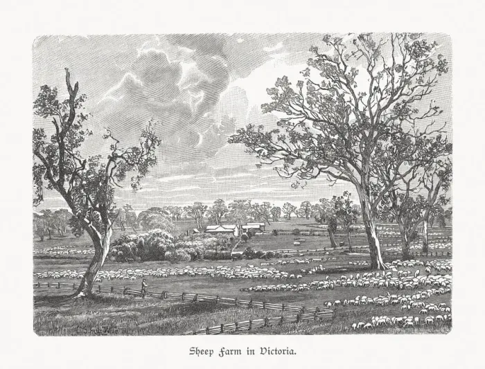 Framed Print : A sheep farm in Victoria, Australia, wood engraving, published in 1897 Framed Print : A sheep farm in Victoria, Australia, wood engraving, published in 1897