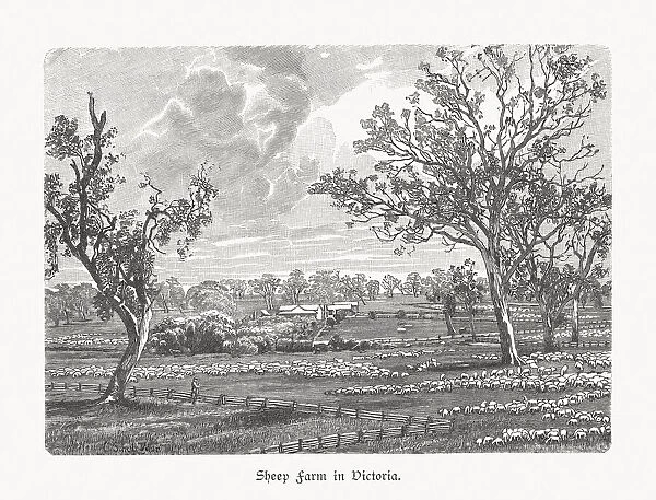 A sheep farm in Victoria, Australia, wood engraving, published in 1897