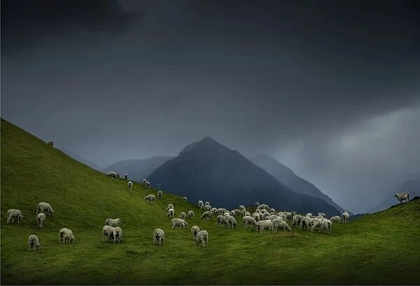 Sheep farming at Glenorchy, South Island of New Zealand
