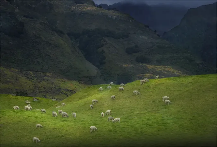 Framed Print : Sheep farming at Glenorchy, South Island of New Zealand