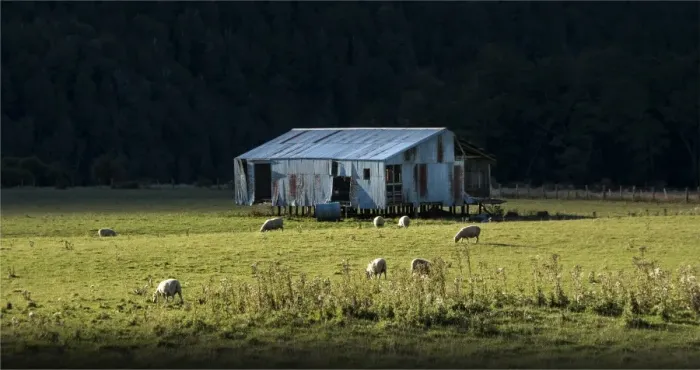 Framed Print : Sheep Grazing Eglinton valley New Zealand, south island