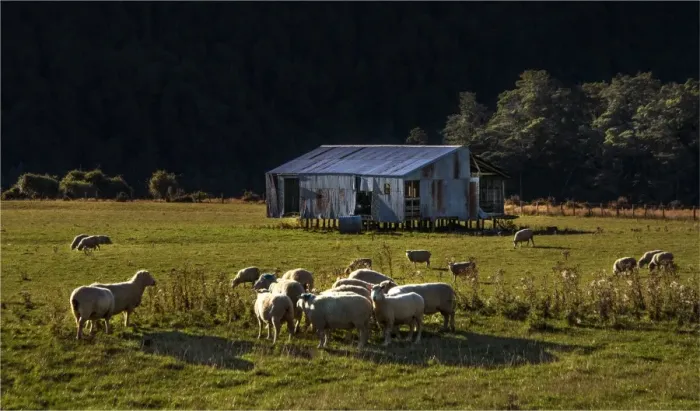 Framed Print : Sheep Grazing Eglinton valley New Zealand, south island