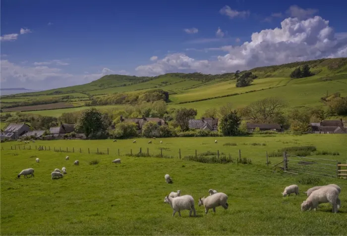 Framed Print : Sheep grazing on farmland at Kimmeridge bay, Dorset, England, United kingdom