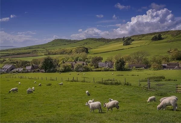 Sheep grazing on farmland at Kimmeridge bay, Dorset, England, United kingdom