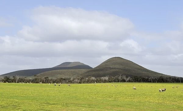 Sheep grazing on pasture before the Stirling Ranges mountains north of Albany, Western Australia, Australia