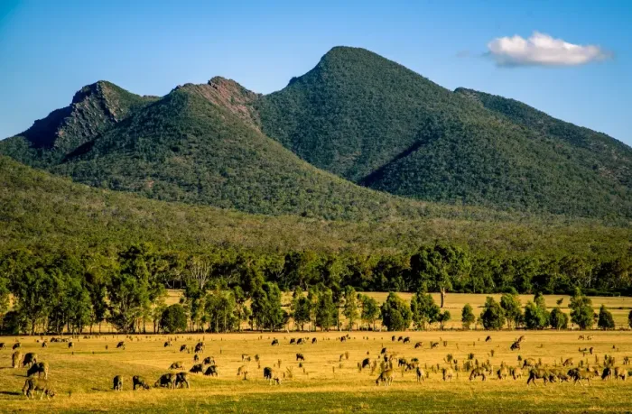 Framed Print : Sheep herd in Southern Grampians, Victoria