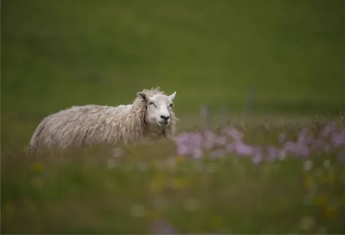 Framed Print : Sheep in pasture, shetland Islands, Scotland