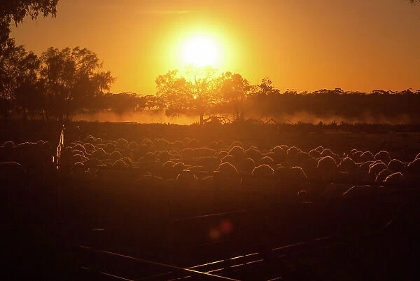 Sheep station sunrise