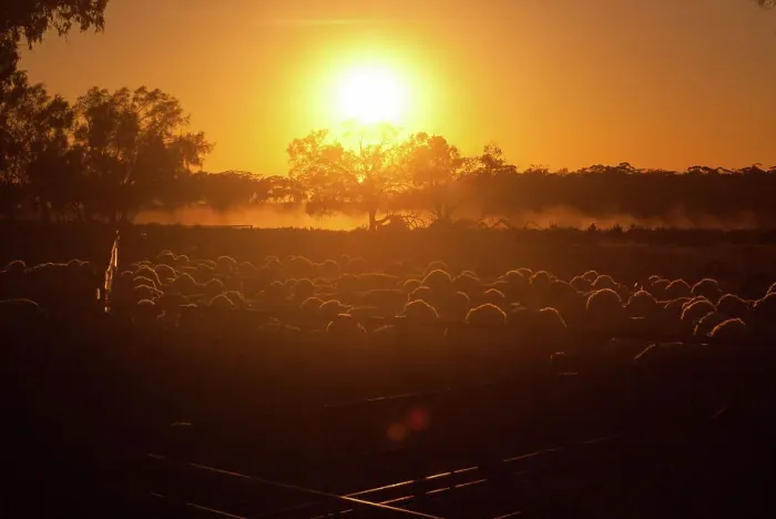 Framed Print : Sheep station sunrise