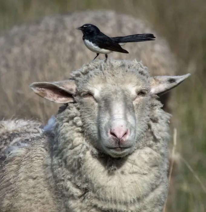 Framed Print : Sheep & Wagtail