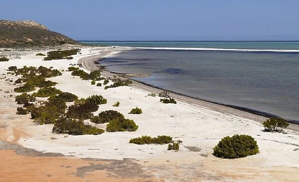 Shell Beach, Shark Bay World Heritage Area, Western Australia, Australia