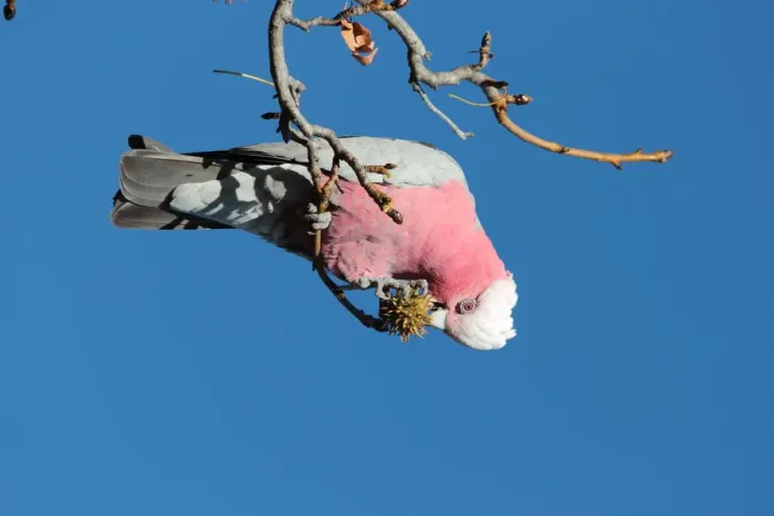 Framed Print : Shes a galah