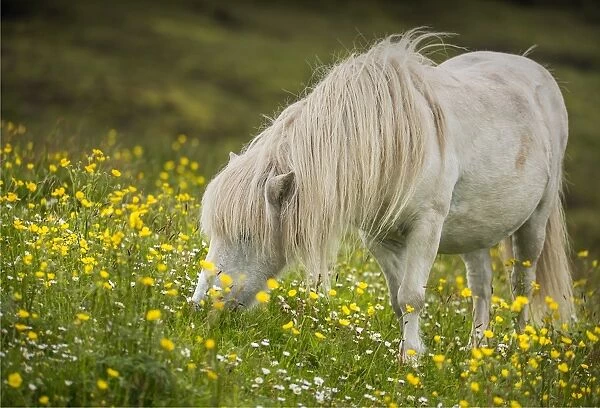 Shetland Pony, Shetland Islands, Scotland