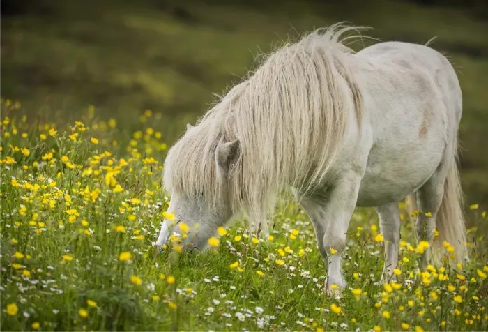 Framed Print : Shetland Pony, Shetland Islands, Scotland