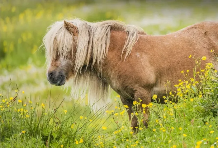 Framed Print : Shetland Pony, Shetland Islands, Scotland
