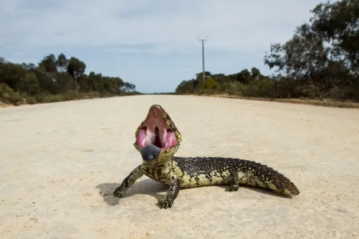 Framed Print : Shingle Back lizard on a road. Eyre Peninsula Framed Print : Shingle Back lizard on a road. Eyre Peninsula