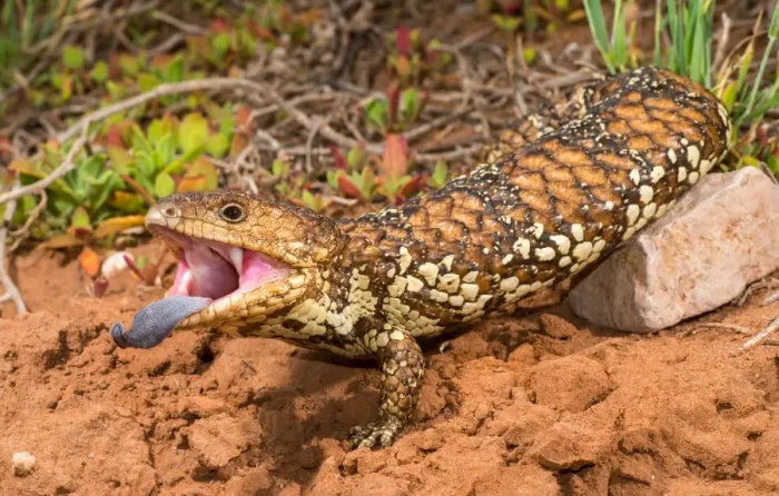 Framed Print : A Shingleback Lizard from Winninowie