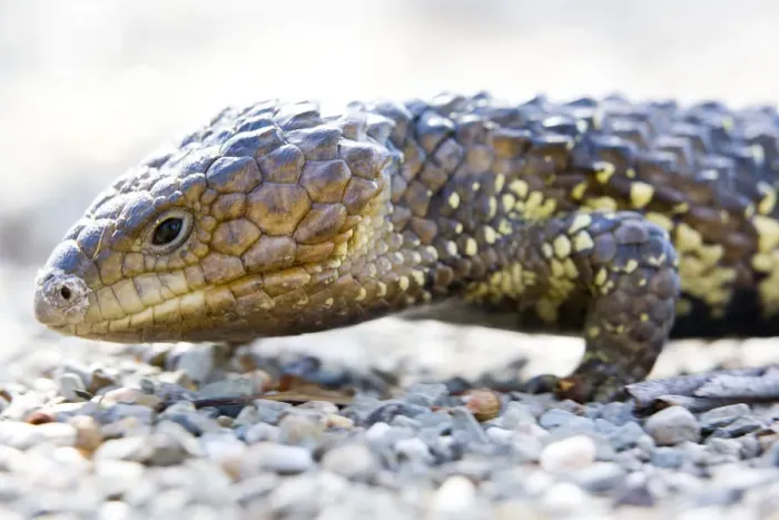Framed Print : Shingleback Skink (Tiliqua rugosus) Framed Print : Shingleback Skink (Tiliqua rugosus)