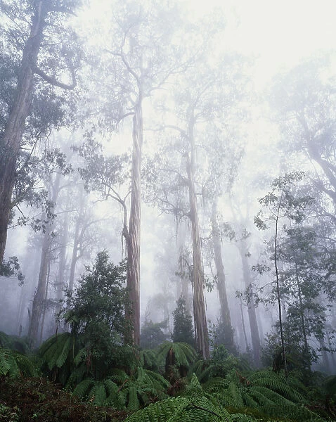 Shining gums (Eucalyptus nitens) in mist