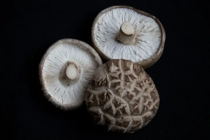 Framed Print : Shitake mushrooms