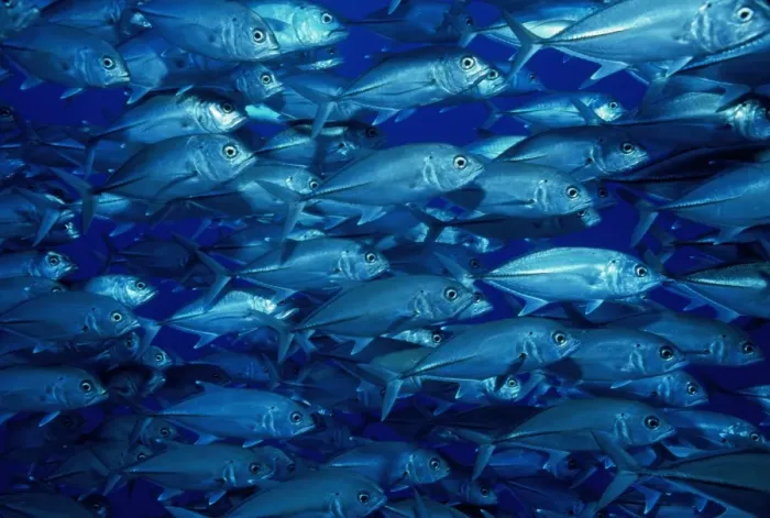 Framed Print : Shoal of bigeye trevallys, Great Barrier Reef, Queensland, Australia