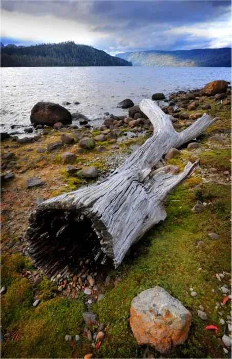 Framed Print : The shoreline of Lake St. Clair in the national park, central highlands of Tasmania Framed Print : The shoreline of Lake St. Clair in the national park, central highlands of Tasmania