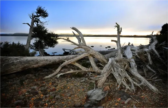 Framed Print : The shoreline of Lake St. Clair in the national park, central highlands of Tasmania