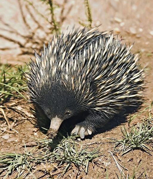 Short-Beaked Echidna sometimes known as spiny anteaters