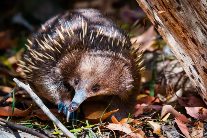 Framed Print : Short-beaked echidna (Tachyglossus aculeatus) Framed Print : Short-beaked echidna (Tachyglossus aculeatus)