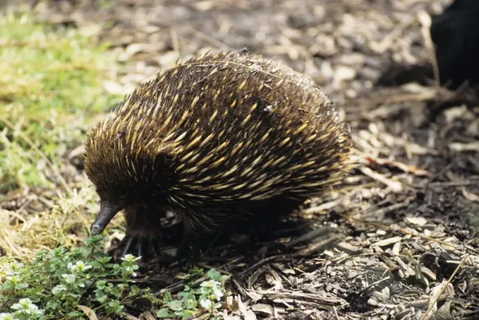 Framed Print : Short-beaked echidna (Tachyglossus aculeatus), Australia Framed Print : Short-beaked echidna (Tachyglossus aculeatus), Australia