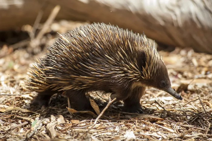 Framed Print : Short-beaked echidna (Tachyglossus aculeatus) Framed Print : Short-beaked echidna (Tachyglossus aculeatus)