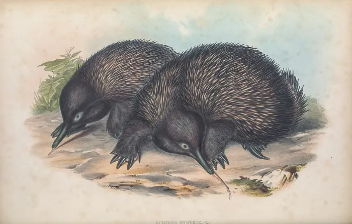 Framed Print : short-beaked echidna (Tachyglossus aculeatus here as Echidna hystrix)
