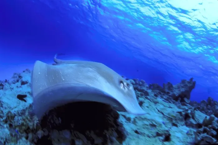 Framed Print : short tail stingray