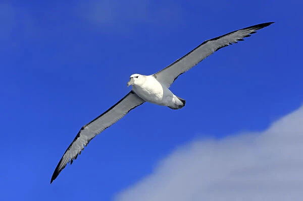 Shy albatross