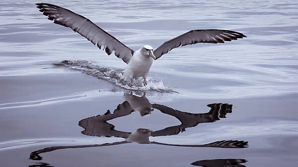 Shy Albatross landing on water