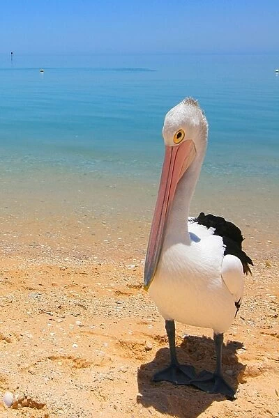 Shy Pelican