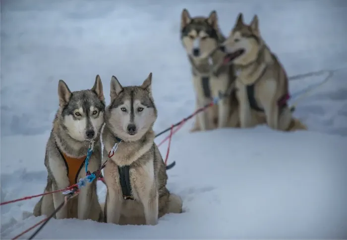Framed Print : Siberian Huskies in a dog sled team, Lassbyn, Lapland, Sweden