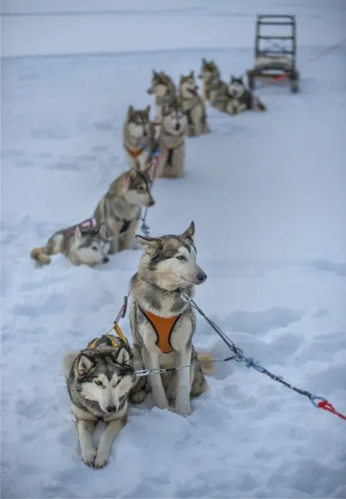 Framed Print : Siberian Huskies in a dog sled team, Lassbyn, Lapland, Sweden Framed Print : Siberian Huskies in a dog sled team, Lassbyn, Lapland, Sweden